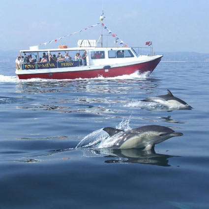common_dolphins
