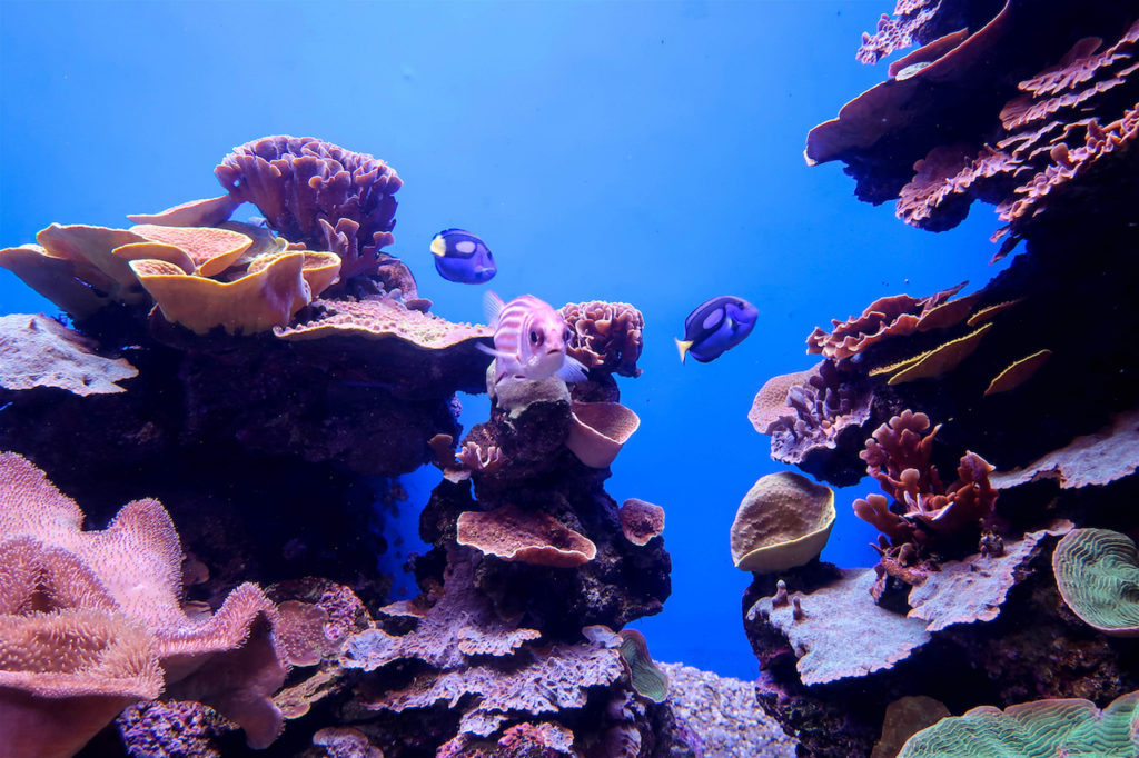 Blue Reef Aquarium, Newquay