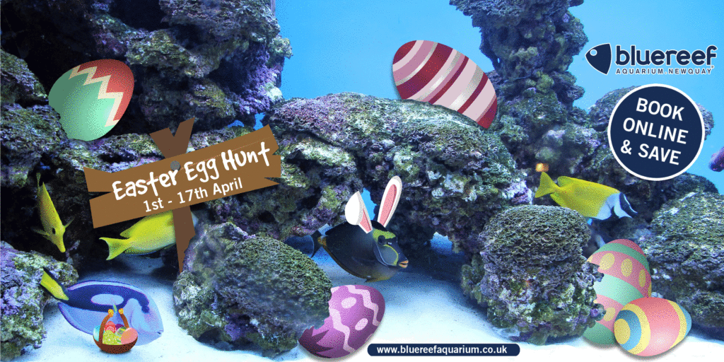 Easter fun at Blue Reef Aquarium Newquay
