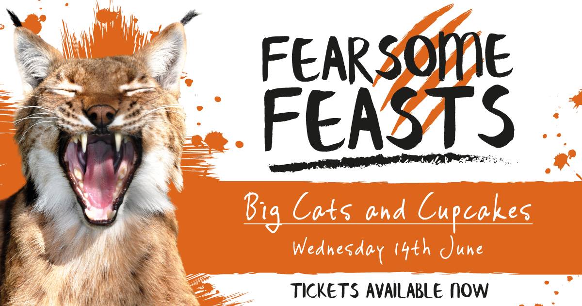 Fearsome Feasts - Big Cats and Cupcakes - Newquay Zoo