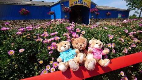 teddy picnic at camel creek cornwall