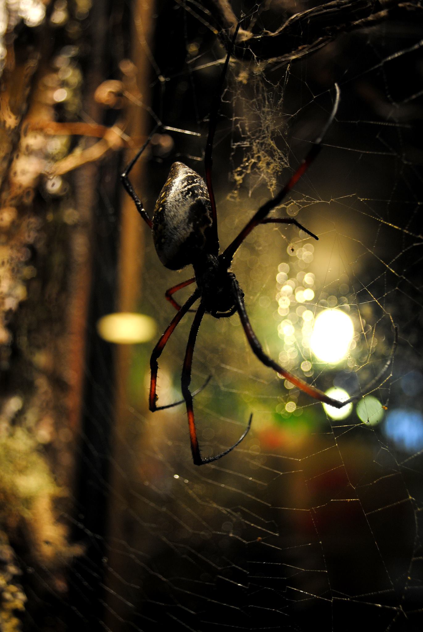 shriek week newquay zoo